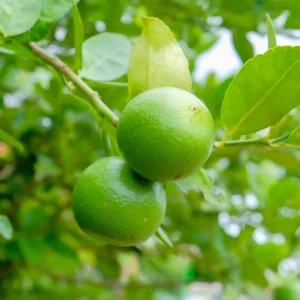 Limón Persa Seleccionado